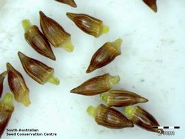   Seeds:   Desmocladus diacolpicus ; Photo by South Australian Seed Conservation Centre, used with permission
